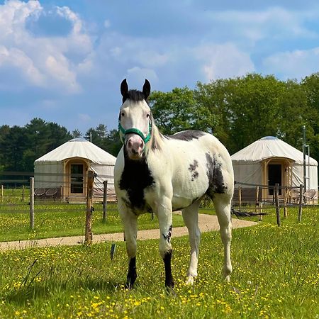 Magnolia Hoeve - Unieke Bestemming Voor Paardenliefhebbers En Bijzondere Overnachtingen In De Natuur Ledeacker Exteriör bild