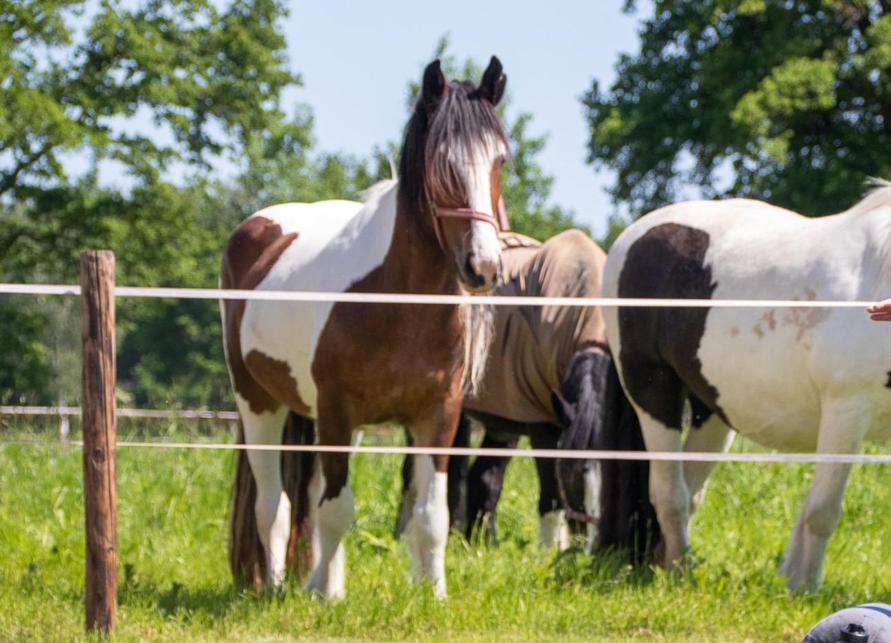 Magnolia Hoeve - Unieke Bestemming Voor Paardenliefhebbers En Bijzondere Overnachtingen In De Natuur Ledeacker Exteriör bild