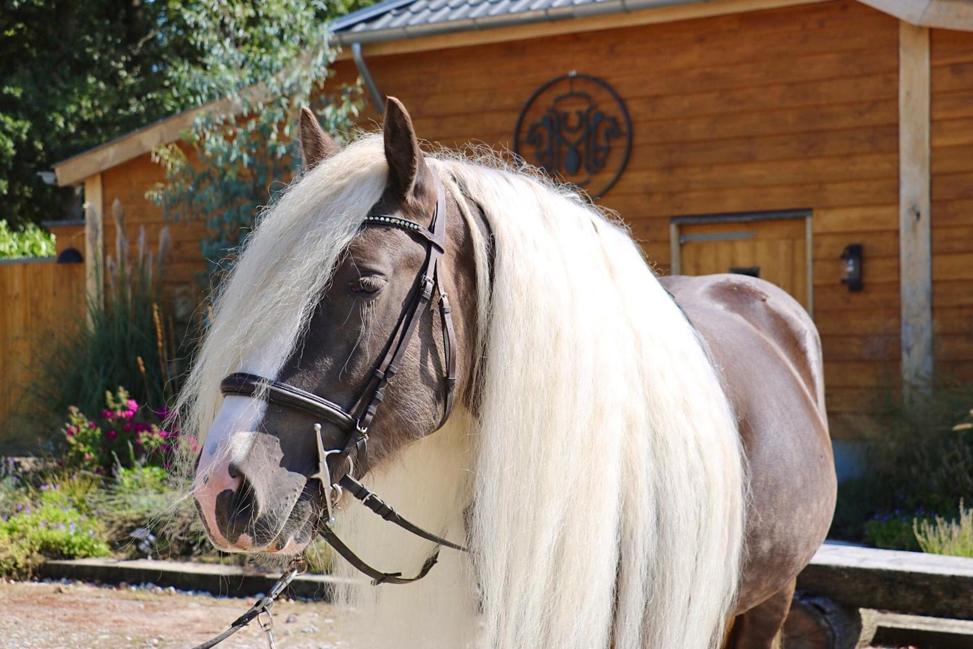 Magnolia Hoeve - Unieke Bestemming Voor Paardenliefhebbers En Bijzondere Overnachtingen In De Natuur Ledeacker Exteriör bild