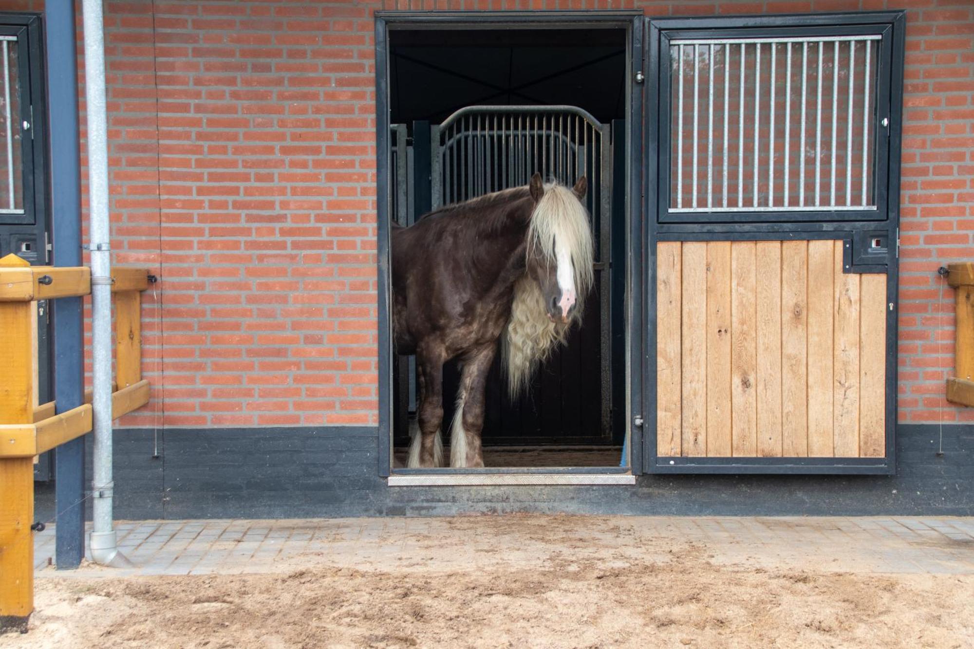 Magnolia Hoeve - Unieke Bestemming Voor Paardenliefhebbers En Bijzondere Overnachtingen In De Natuur Ledeacker Exteriör bild