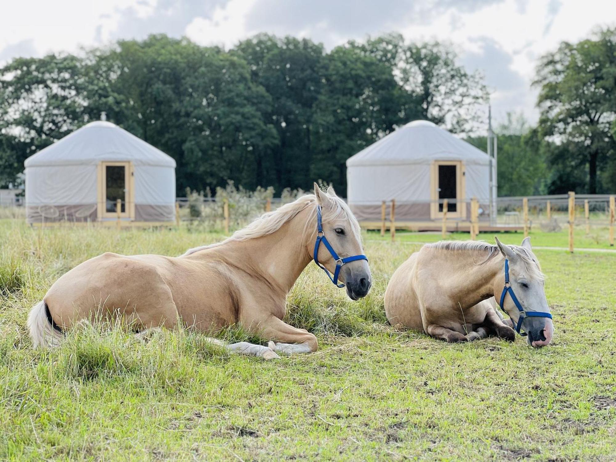 Magnolia Hoeve - Unieke Bestemming Voor Paardenliefhebbers En Bijzondere Overnachtingen In De Natuur Ledeacker Exteriör bild