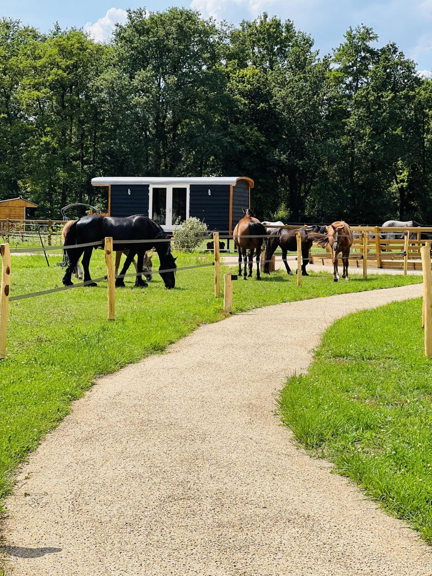 Magnolia Hoeve - Unieke Bestemming Voor Paardenliefhebbers En Bijzondere Overnachtingen In De Natuur Ledeacker Exteriör bild
