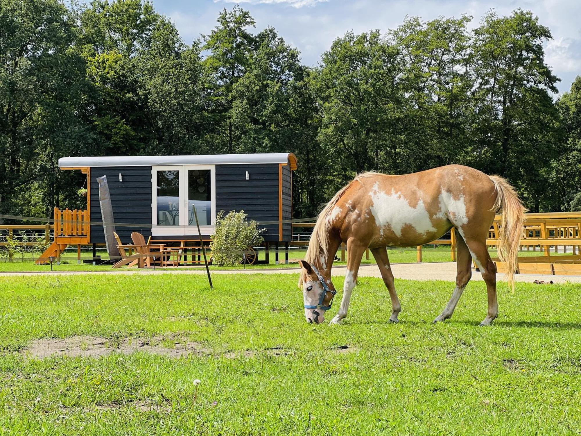 Magnolia Hoeve - Unieke Bestemming Voor Paardenliefhebbers En Bijzondere Overnachtingen In De Natuur Ledeacker Exteriör bild