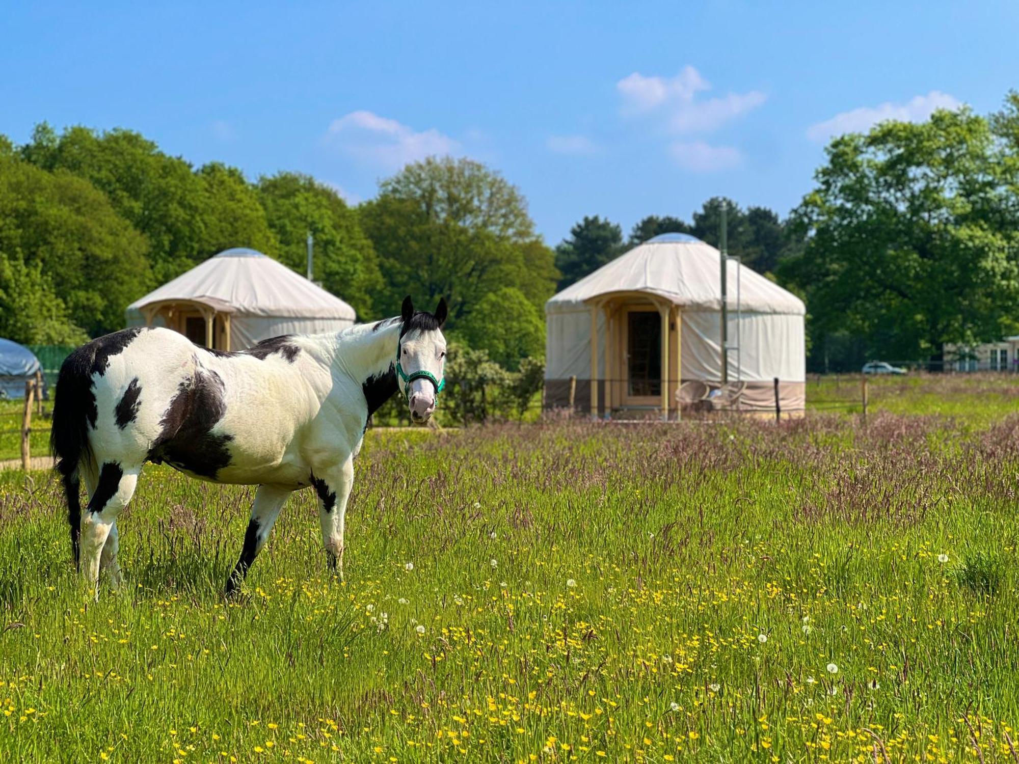 Magnolia Hoeve - Unieke Bestemming Voor Paardenliefhebbers En Bijzondere Overnachtingen In De Natuur Ledeacker Exteriör bild